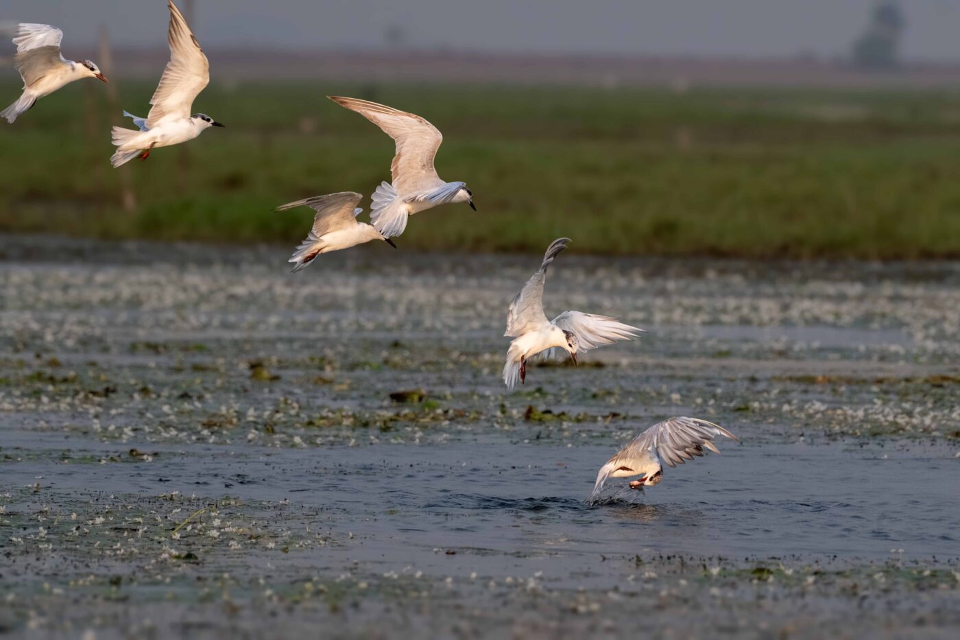 Birds in Flight-5