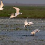 Birds in Flight-5