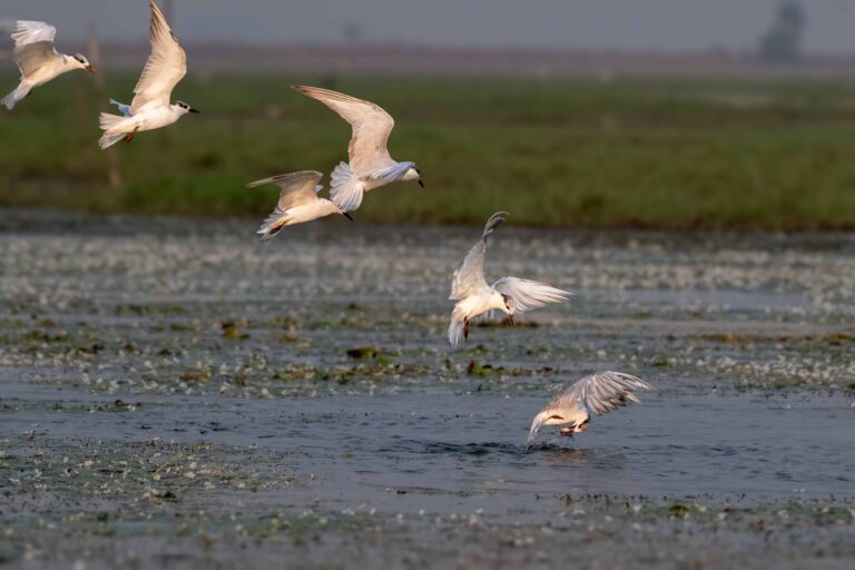 Birds in Flight-5
