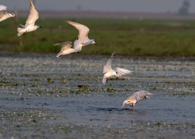 Birds in Flight-5